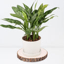 Pllieay 5Pcs 9-11 Inch Natural Poplar Wood Slices for Centerpieces, Large Wood Slice Ornaments for Crafts Coasters Cupcake Stand, Pyrography, Painting and Other DIY Projects