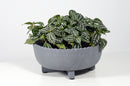 Better Homes & Gardens Pottery 8" Thalea Ceramic Scalloped Bowl with Stand, Grey