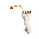 Dog Treat Launcher with Spring Action Trigger