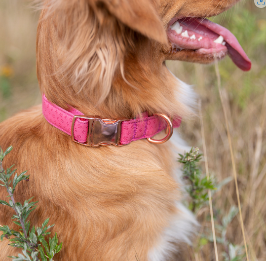 Vibrant Life Embossed Adjustable Dog Collar, Raspberry Pink, M