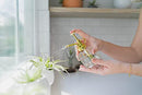 Air Plants Ionantha Mexican -Garden Decor-Easy Care Plants (Pack of 5)