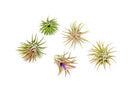 Air Plants Ionantha Mexican -Garden Decor-Easy Care Plants (Pack of 5)