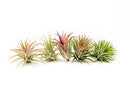 Air Plants Ionantha Mexican -Garden Decor-Easy Care Plants (Pack of 5)