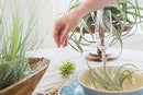 Air Plants Ionantha Mexican -Garden Decor-Easy Care Plants (Pack of 5)