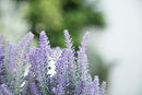 Artificial Fake Flower Potted Lavender Plant with Wooden Tray