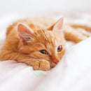 3 Piece Vines Patterned Home Collection Premium Ultra Soft Duvet Cover Set