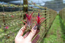 Air Plants Ionantha Mexican -Garden Decor-Easy Care Plants (Pack of 5)