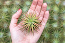 Air Plants Ionantha Mexican -Garden Decor-Easy Care Plants (Pack of 5)