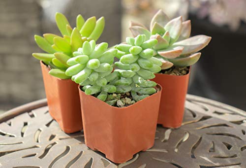 Succulent Plants (12 Pack) Fully Rooted in Planter Pots with Soil | Real Live Potted