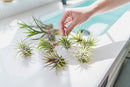 Air Plants Ionantha Mexican -Garden Decor-Easy Care Plants (Pack of 5)