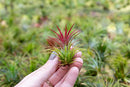 Air Plants Ionantha Mexican -Garden Decor-Easy Care Plants (Pack of 5)