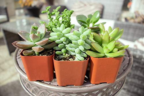 Succulent Plants (12 Pack) Fully Rooted in Planter Pots with Soil | Real Live Potted