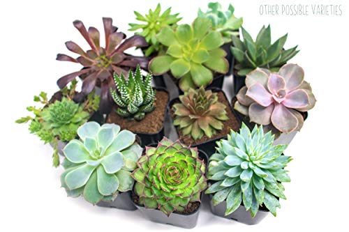 Succulent Plants (12 Pack) Fully Rooted in Planter Pots with Soil | Real Live Potted