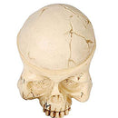 Tattoo Ink Cup Holder,7 Holes Hard Skull Resin Tattoo Ink Cap Cup Holder Stand