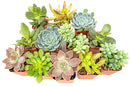 Succulent Plants (12 Pack) Fully Rooted in Planter Pots with Soil | Real Live Potted