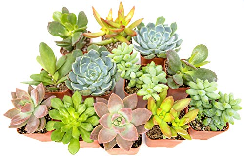 Succulent Plants (12 Pack) Fully Rooted in Planter Pots with Soil | Real Live Potted