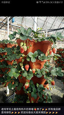 5-Tier Strawberry Planter Pot, 5 Pots