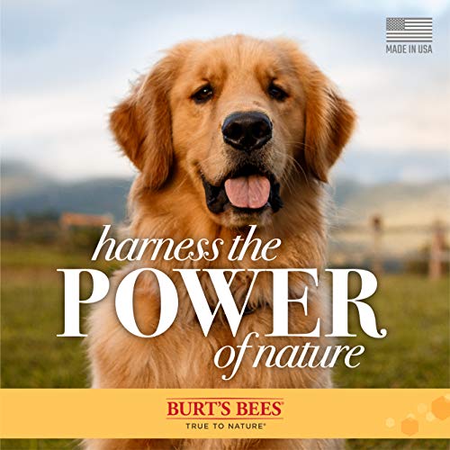 Burt's Bees for Dogs Care Plus+ Natural Hydrating Waterless Shampoo