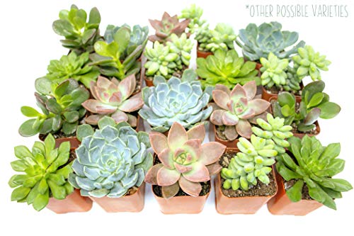 Succulent Plants (12 Pack) Fully Rooted in Planter Pots with Soil | Real Live Potted