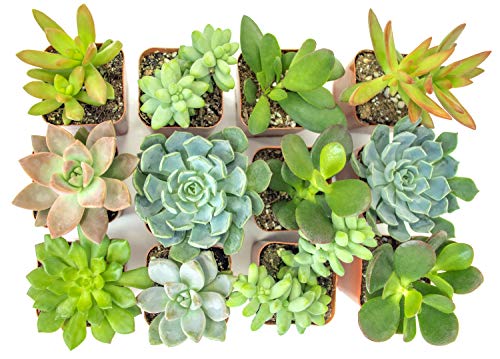 Succulent Plants (12 Pack) Fully Rooted in Planter Pots with Soil | Real Live Potted