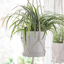 Flower Pots,6 Inch Succulent Pots with Drinage,Indoor Round Planter Pots with Saucer