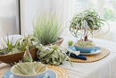 Air Plants Ionantha Mexican -Garden Decor-Easy Care Plants (Pack of 5)