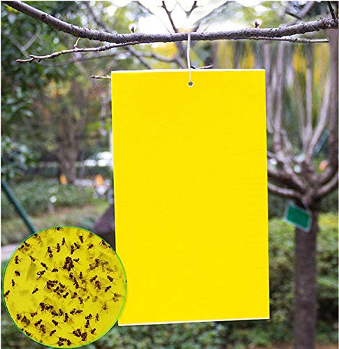 20 Count Dual Yellow Sticky Traps 8 X 6 Inch Set for Flying Plant Insect