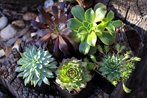 Succulent Plants (12 Pack) Fully Rooted in Planter Pots with Soil | Real Live Potted