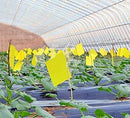20 Count Dual Yellow Sticky Traps 8 X 6 Inch Set for Flying Plant Insect