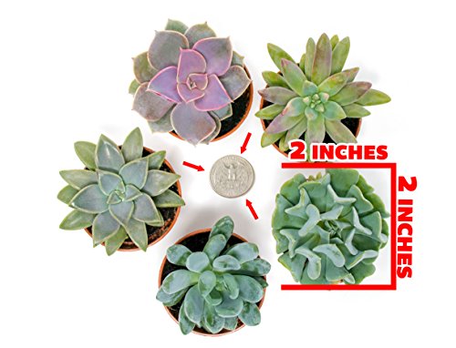 Succulent Plants (12 Pack) Fully Rooted in Planter Pots with Soil | Real Live Potted