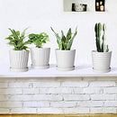 Flower Pots,6 Inch Succulent Pots with Drinage,Indoor Round Planter Pots with Saucer