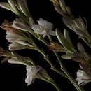 A'ddict Solid Perfume - Tuberose 420, Tuberose & Vanilla, Floral Scent for Women, 1.01 fl.oz