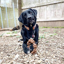 Nylabone Power Chew Textured Dog Chew Ring Toy Ring Flavor Medley X-Large/Souper (1 Count)