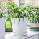 Flower Pots,6 Inch Succulent Pots with Drinage,Indoor Round Planter Pots with Saucer