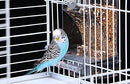 Automatic Bird Feeder,No Mess Bird Feeder,Bird Cage Feeder Bird Cage Accessories for Parakeet Canary Cockatiel Finch