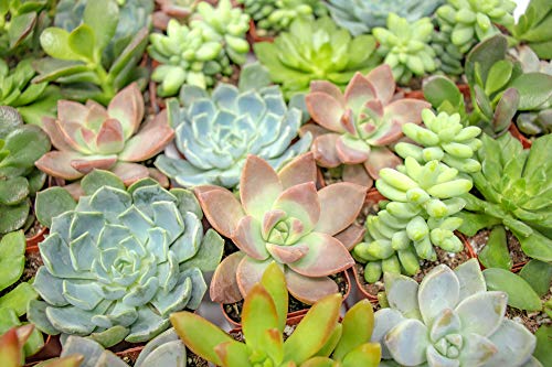 Succulent Plants (12 Pack) Fully Rooted in Planter Pots with Soil | Real Live Potted