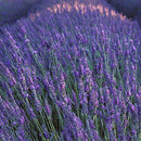 Curve for Men Cologne Spray, Spicy Woody Magnetic Scent for Day or Night, 4.2 Ounce