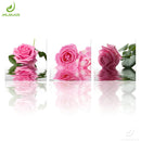 Canvas Painting Wall Green Orchid Picture Prints And Posters Room Art Print