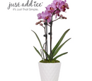 Just Add Ice 15-20" Pink Petite Orchid Live Plant in Moss Topped 3" White Ceramic Pot, House Plant