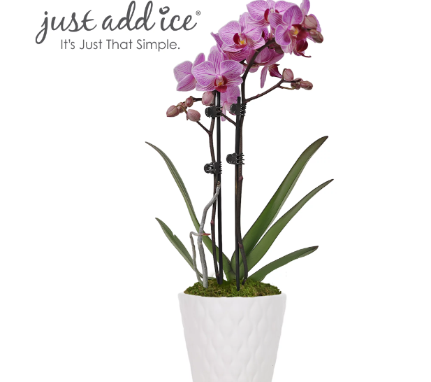 Just Add Ice 15-20" Pink Petite Orchid Live Plant in Moss Topped 3" White Ceramic Pot, House Plant