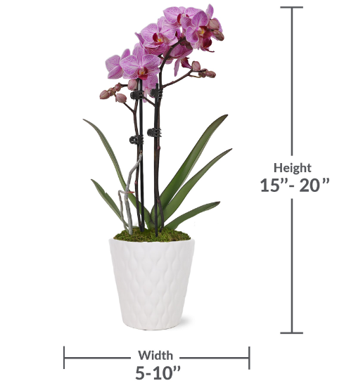 Just Add Ice 15-20" Pink Petite Orchid Live Plant in Moss Topped 3" White Ceramic Pot, House Plant